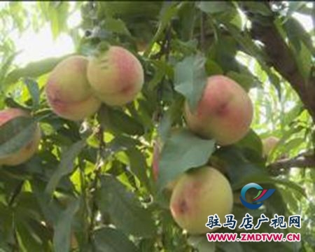 汝南縣： 生態(tài)有機桃熱銷  市民爭相體驗采摘樂