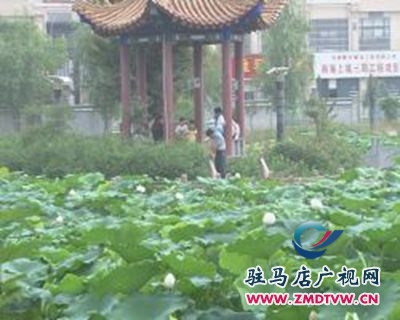 荷花池畔風光好  賞荷游玩正當時