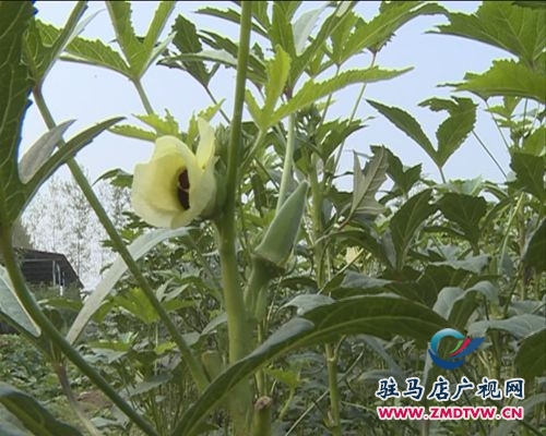 百畝秋葵喜豐收  農(nóng)戶(hù)唱響致富經(jīng)