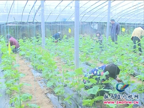 農(nóng)業(yè)合作社： 大力發(fā)展特色種植，帶動(dòng)群眾致富增收_2014124213021.JPG
