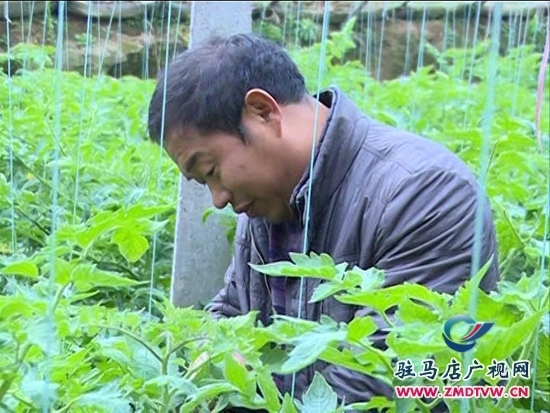 農(nóng)業(yè)合作社： 大力發(fā)展特色種植，帶動(dòng)群眾致富增收_2014124213143.JPG