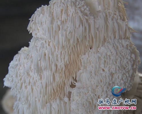 泌陽(yáng)縣成功培育出猴頭菇新品種