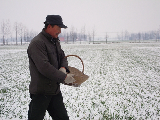 正陽(yáng)農(nóng)民雪后追肥忙