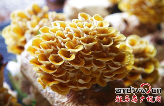 泌陽(yáng)菌類群芳斗艷