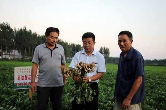 正陽：千畝高油酸花生長(zhǎng)勢(shì)喜人