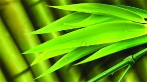 《羋月傳》里的中草藥靠譜嗎？淡竹葉其實(shí)不能滑胎