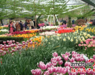 賞花：室內(nèi)百花園開園了！嵖岈山溫泉小鎮(zhèn)是一個一年有花香的旅游休閑的好地方,郁金香,薰衣草,梅園,葵花園,百合花香園,花開在春夏秋冬,目前室內(nèi)郁金香正在開園,吸引了大批游客,郁金香花開爭艷,游客流連忘返,在寒冷的冬天,看到如此鮮艷的郁金香鮮花綻放,在中原尚屬首家.門票咨詢0396-4999999/4999906