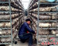 近年來(lái)，泌陽(yáng)縣努力把食用菌產(chǎn)業(yè)打造成生態(tài)、健康的產(chǎn)業(yè)，并做大做強(qiáng)，引領(lǐng)農(nóng)民增收，農(nóng)業(yè)增效。為進(jìn)一步發(fā)展食用菌產(chǎn)業(yè)，提高土地利用率和整體種植效益，泌陽(yáng)縣鼓勵(lì)引導(dǎo)種植戶(hù)在生產(chǎn)上標(biāo)準(zhǔn)化，在栽培上基地化，在設(shè)施上現(xiàn)代化，并積極幫助種植戶(hù)、種植大戶(hù)、食用菌種植合作社協(xié)調(diào)土地、資金、技術(shù)等發(fā)展壯大食用菌產(chǎn)業(yè)。