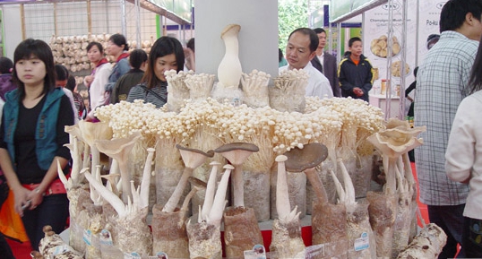 泌陽食用菌被批準為國家級出口農產品質量安全示范區(qū)