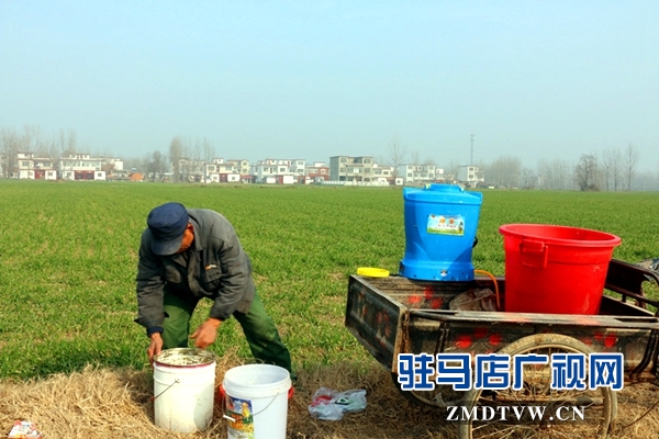 春季麥田管理.jpg