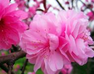 正陽縣是生態(tài)示范縣，全縣種植有桃、梨、李等各種連片林果10萬多畝。