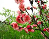 又是一年春光美，田野無處不飛花。桃花、梨花、油菜花、櫻花、李花、……醉人花海誰最美?田野花仙個(gè)個(gè)佳。