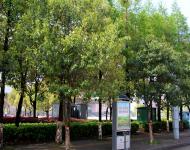 雨后的駐馬店新區(qū)到處充滿春的氣息，