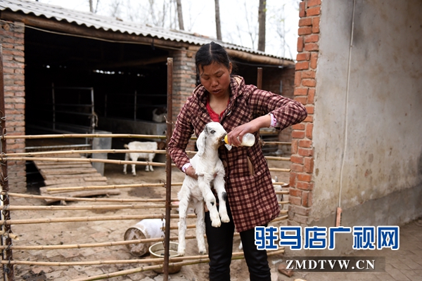對那些缺羊奶的小羊羔，劉小麗常常像照料孩子一樣用心，不敢有一絲馬虎.jpg