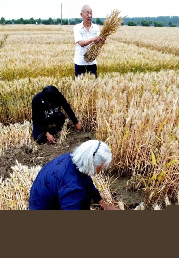 暴雨又要來襲 小麥搶收是關(guān)鍵