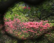杜鵑花又名映山紅，被譽(yù)為“花中西施”