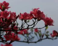杜鵑花又名映山紅，被譽(yù)為“花中西施”
