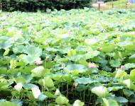 荷葉羅裙一色裁，芙蓉向臉兩邊開(kāi)