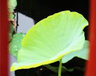 泥根玉雪元無(wú)染，風(fēng)葉青蔥亦自香