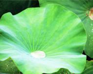 綠蓋半篙新雨，紅香一點(diǎn)清風(fēng)。