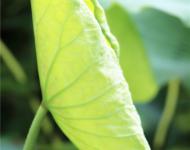 蓮花未開(kāi)時(shí)，芳心卷未舒。