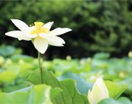 湖水經(jīng)秋平似鏡，蓮花破曉白如霜。