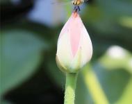 小荷才露尖尖角，早有蜻蜓立上頭