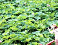 有意十分開(kāi)曉露，無(wú)情一餉斂斜陽(yáng)。