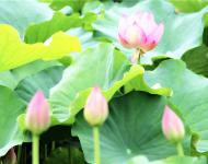 藕田成片傍湖邊，隱約花紅點(diǎn)點(diǎn)連。