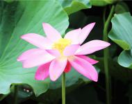 娥娜似仙子，清風(fēng)送香遠(yuǎn)
