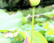 紅白蓮花開(kāi)共塘，兩般顏色一般香