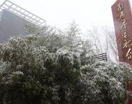 路邊的樹木，不一會就堆滿了雪花。這個冬天的雪景，哪能少了它們的點綴？