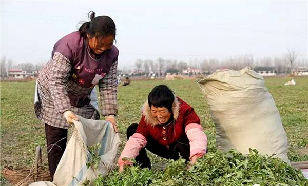 上蔡縣薺菜成“黃金菜”