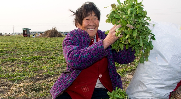 上蔡縣五龍鎮(zhèn)特色種植幫農(nóng)脫貧