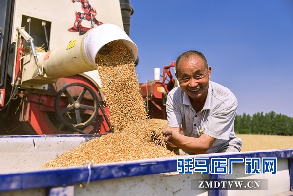 老農捧起黃甸甸的麥子臉上掛滿了笑容 - 復件(1).jpg