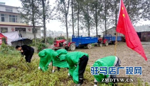 圖為9月27日，正陽縣郵政分公司黨員志愿者正在冒雨幫助汪莊村的貧困戶拔花生 (1)_副本.jpg