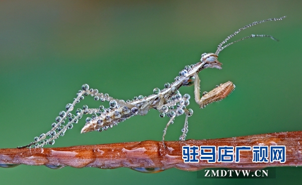 2、《晨露與昆蟲》一等獎 馮社.jpg