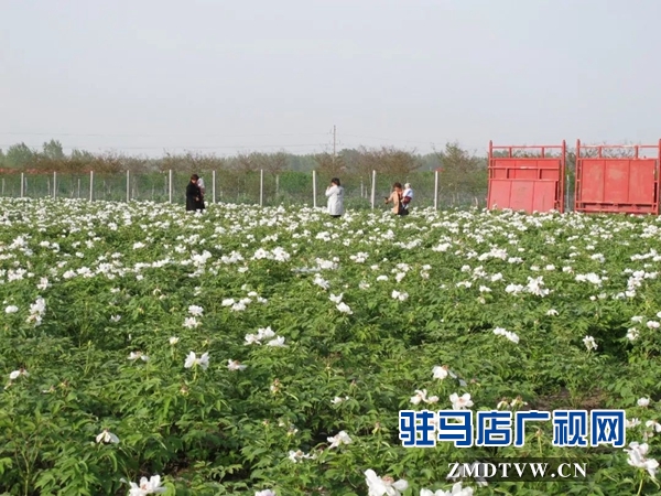 01“最美基層干部”巧念“致富經(jīng)”，帶出一個(gè)省級(jí)生態(tài)文明示范村 .jpg