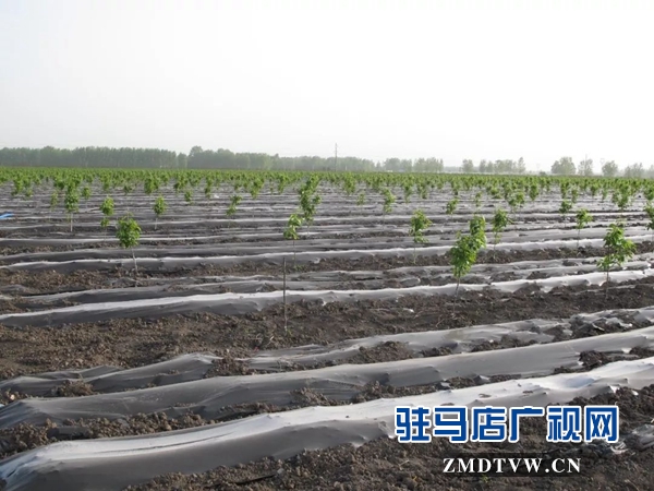 05“最美基層干部”巧念“致富經(jīng)”，帶出一個(gè)省級(jí)生態(tài)文明示范村 .jpg