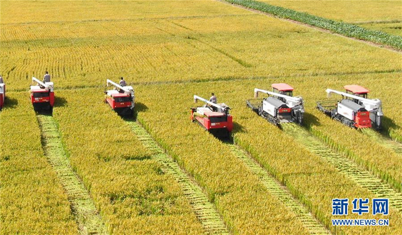9月27日，收割機在江蘇海門臨江新區(qū)農(nóng)田里收割水稻（無人機拍攝）。  新華社發(fā)（許叢軍 攝）
