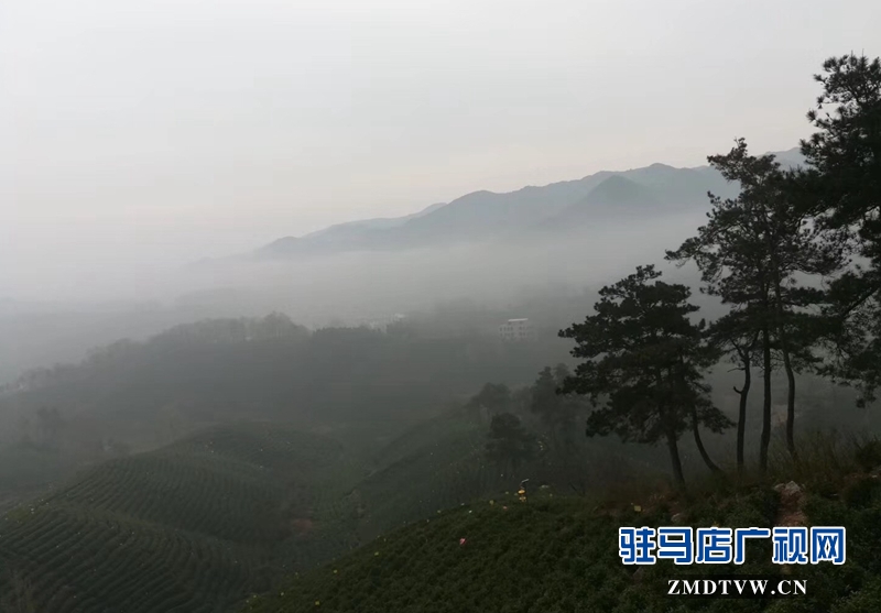 整個茶山林木蒼郁、云霧籠罩