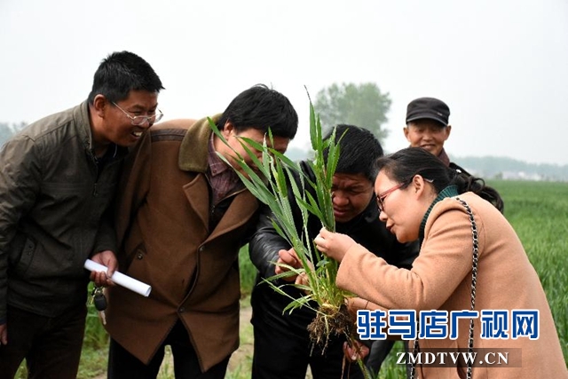 正陽：新型職業(yè)農(nóng)民培訓跟蹤問效到田頭