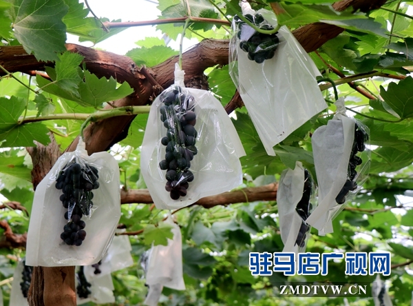河南省農科系統(tǒng)(中南片) 專家組到杰美葡萄莊園參觀交流