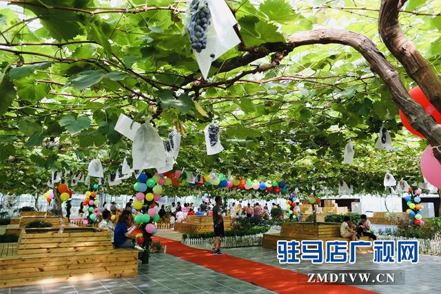 葡萄熟了！駐馬店杰美葡萄莊園盛大開園