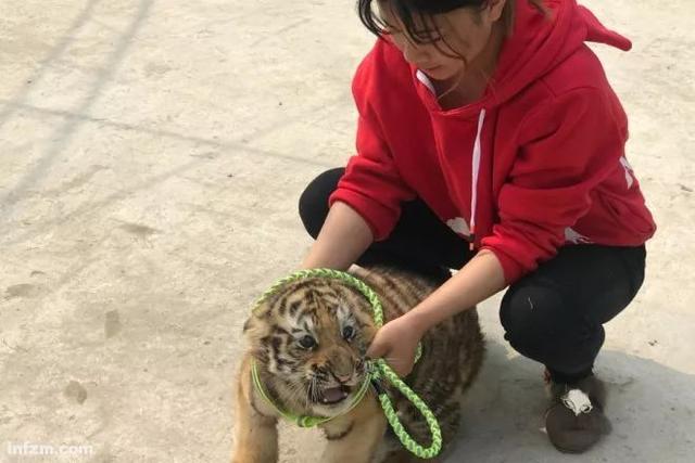 幼虎出逃死了，從業(yè)者慌了：保護(hù)與表演矛盾愈發(fā)突出，何去何從？ 