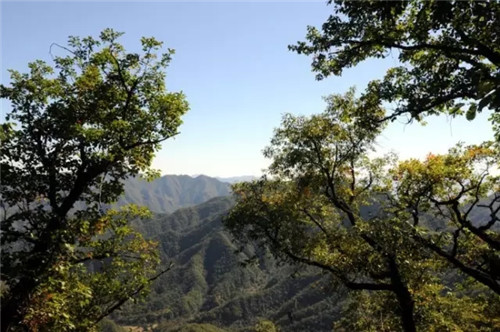 降溫后去哪里玩兒？嵩縣這幾個地方將驚艷全國