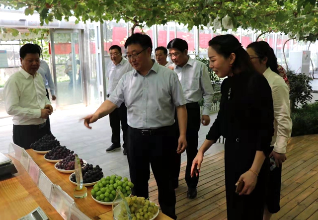 SOD葡萄示范基地落戶駐馬店 產業(yè)技術助力脫貧攻堅
