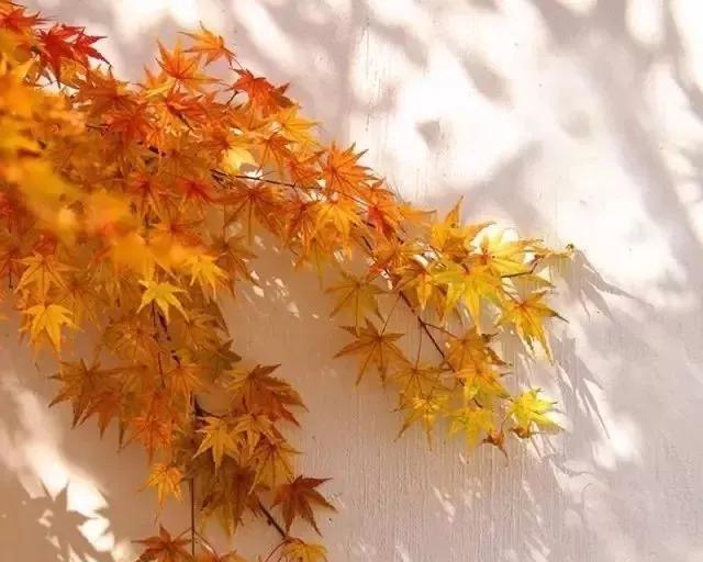 詩詞丨木葉落，秋分至，正是一年最美時 