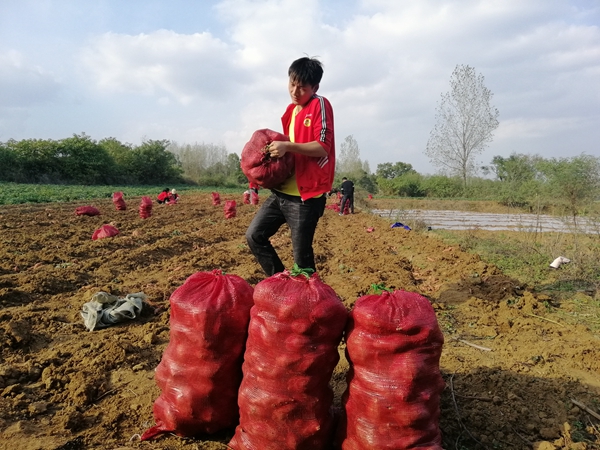 農(nóng)家紅薯銷售難  愛(ài)心企業(yè)解愁煩