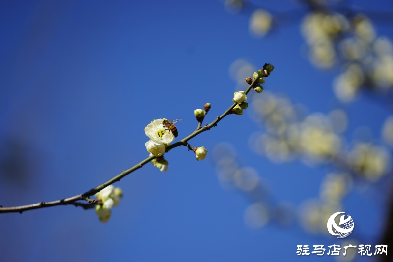 你看，紅梅、白梅、迎春花